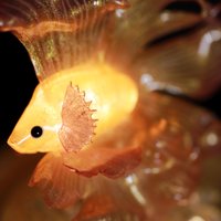 Handmade Mini Betta Fish Aquarium Lamp