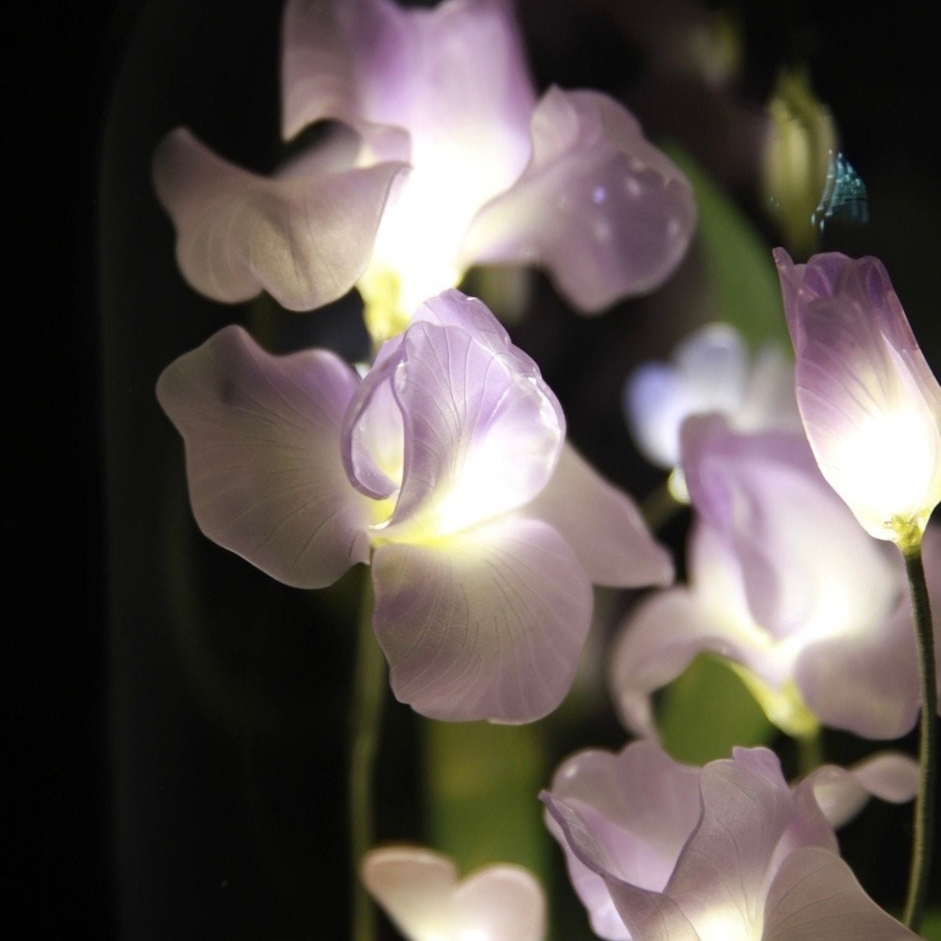 Handmade Iris Flower lamp, Orchid Tulip, Iris Home Decor, Iris Flower Night Light, Flower Dome, Purple Flower, Gift for Loved Ones